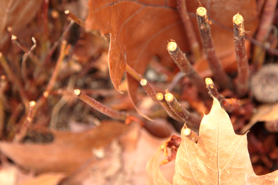 Photography by Renbeaus for DesignCrowd (Community Contests) | Design #8960631