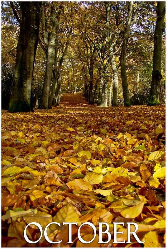 Photography by Jaap54 for DesignCrowd (Community Contests) | Design #8957307