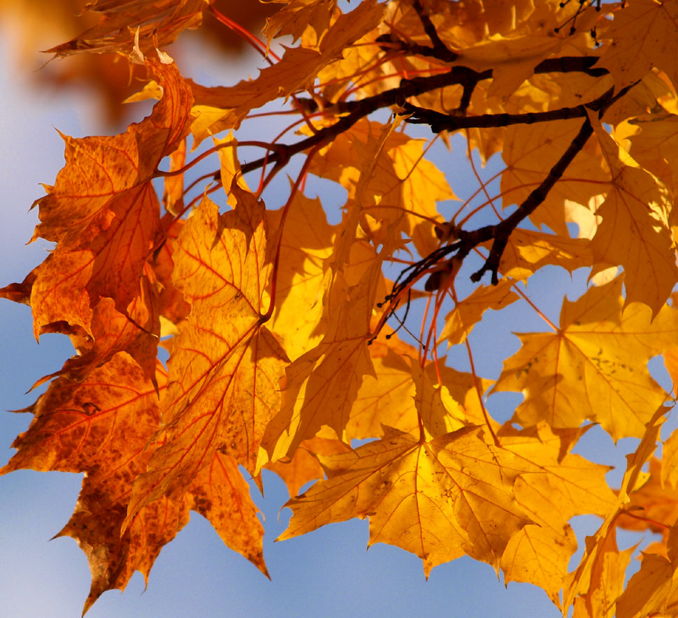 Photography by redcats for DesignCrowd (Community Contests) | Design #8959857