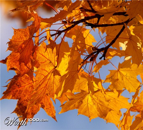 Photography by redcats