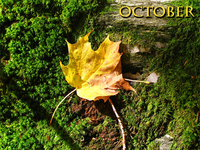 Fotografía por sunilmungekar para DesignCrowd (Community Contests) | Diseño #8957297