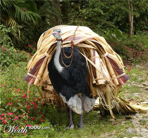 Photoshop Design by blazingstar