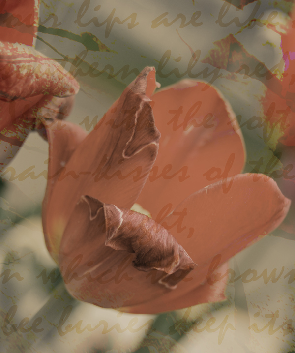 Fotografie von Tiffa130 für DesignCrowd (Community Contests) | Design #8958031