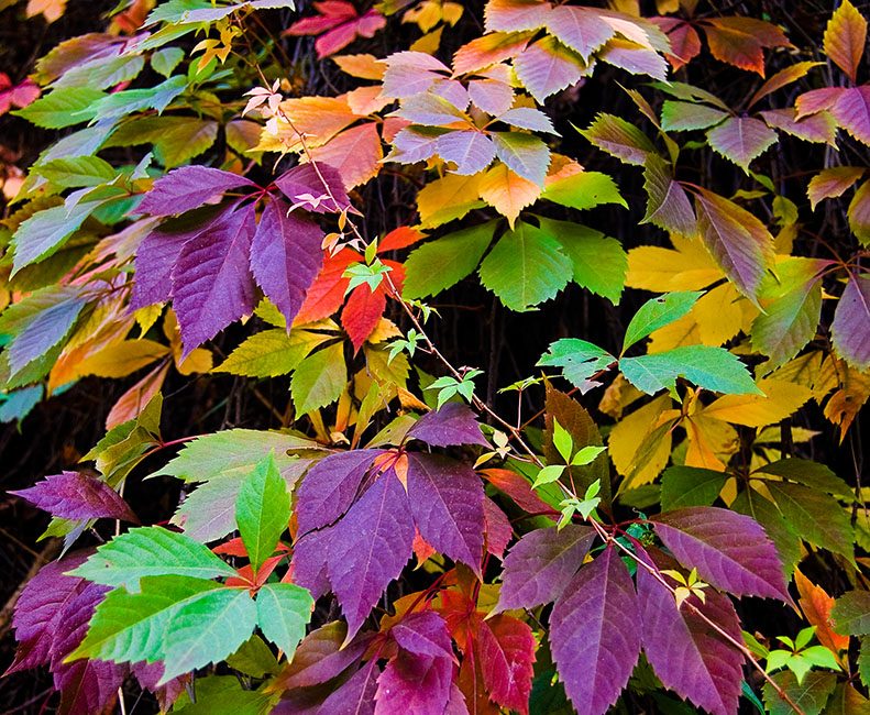 Photography by NatashaP for DesignCrowd (Community Contests) | Design #8959925