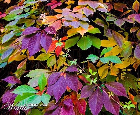 Photography by NatashaP