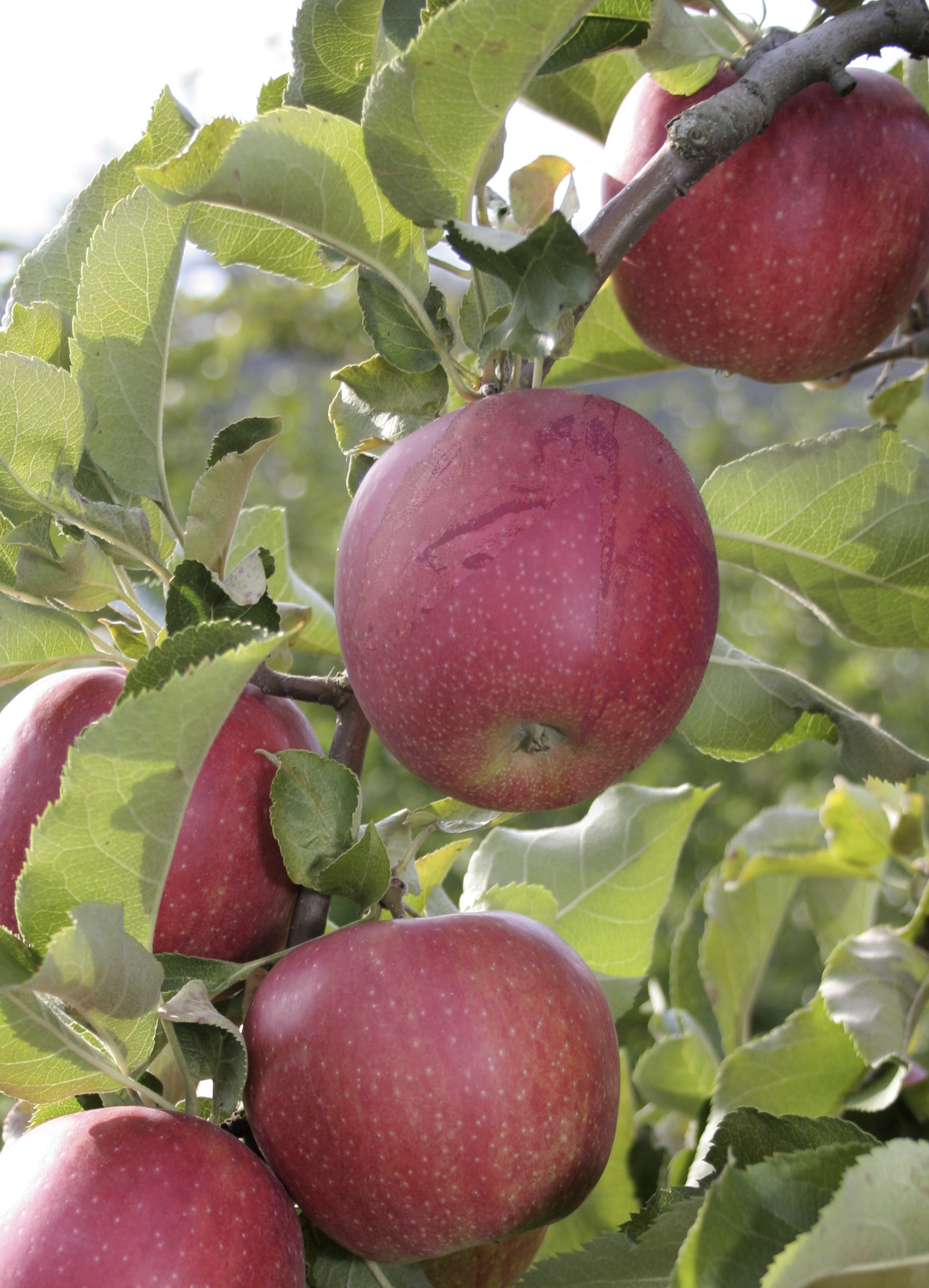 Design Photoshop par dekalicia pour DesignCrowd (Community Contests) | Design #8958639