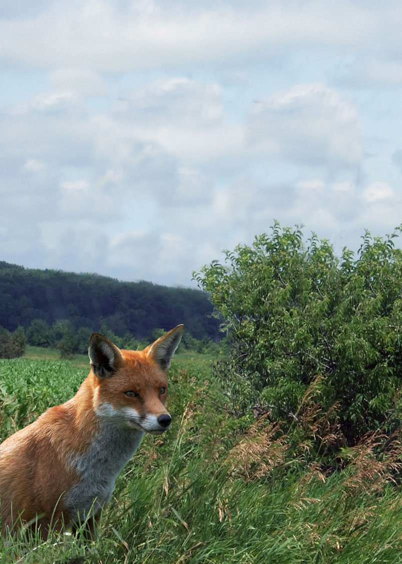 Design Photoshop par JANIELLE pour DesignCrowd (Community Contests) | Design #8958844