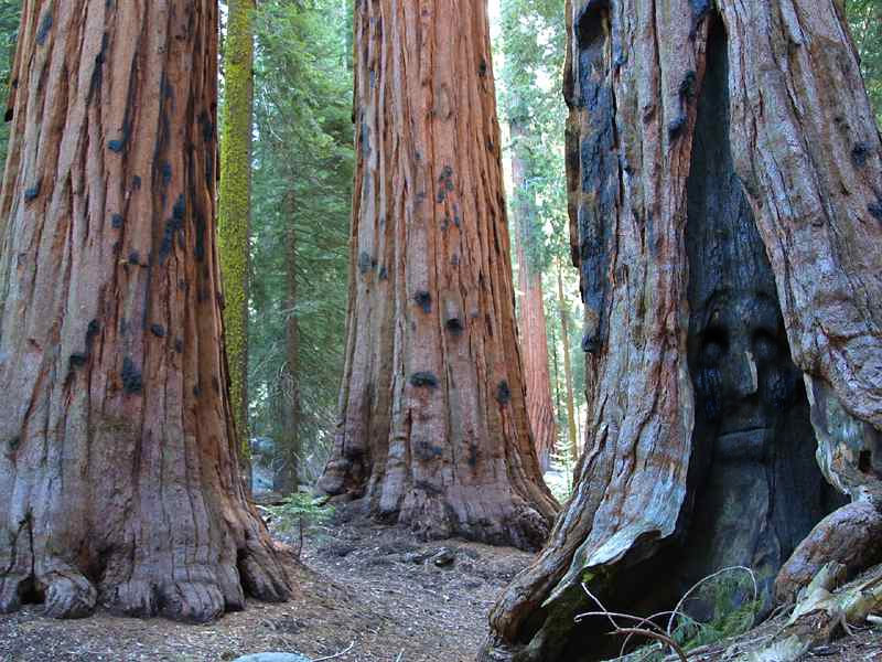 Photoshop Design by bkhikkin for DesignCrowd (Community Contests) | Design #8958654