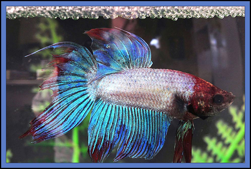 Photographie par Isabella2006 pour DesignCrowd (Community Contests) | Design #8957163