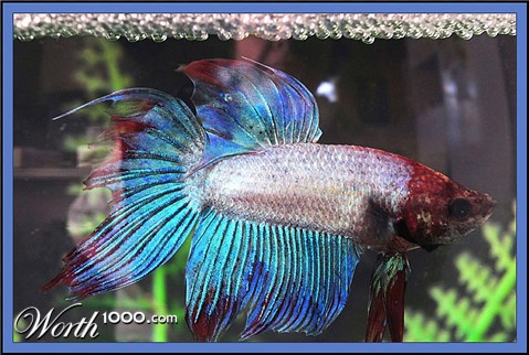 Photography by Isabella2006