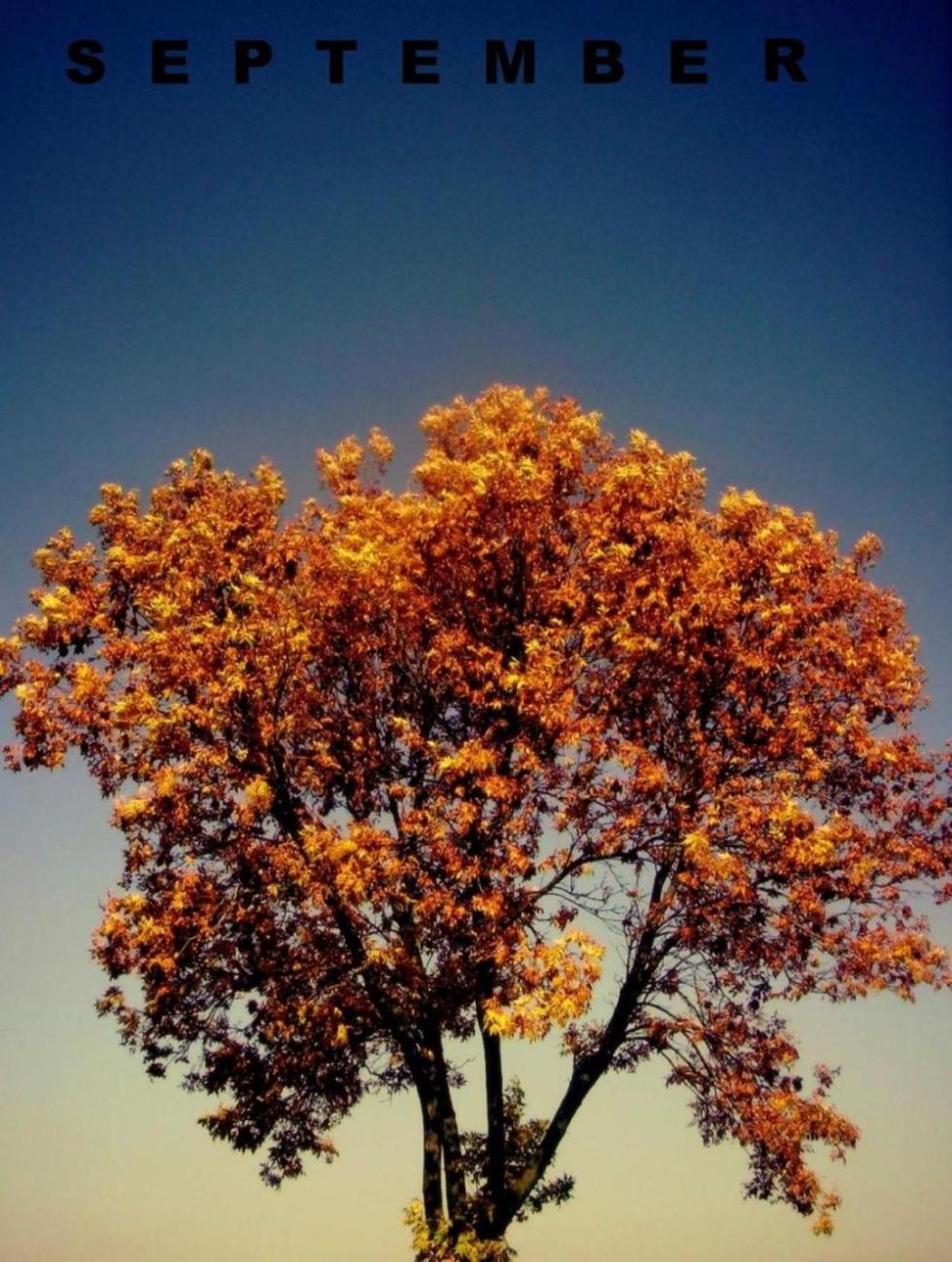 Photography by blackeyedgirl for DesignCrowd (Community Contests) | Design #8957491