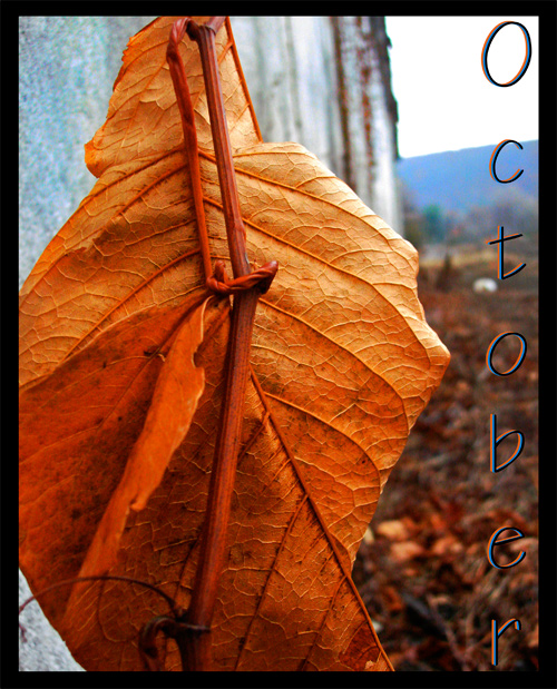 Photography by sbrundage09 for DesignCrowd (Community Contests) | Design #8957451