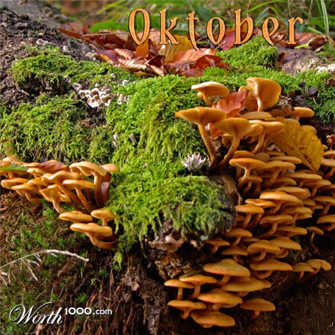 Photography by Aicha52