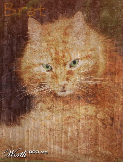 Photography by petsitter