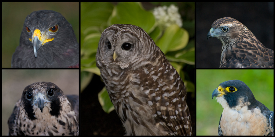 Photographie par Snakeyesman pour DesignCrowd (Community Contests) | Design #8951702