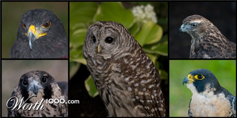 Photography by Snakeyesman