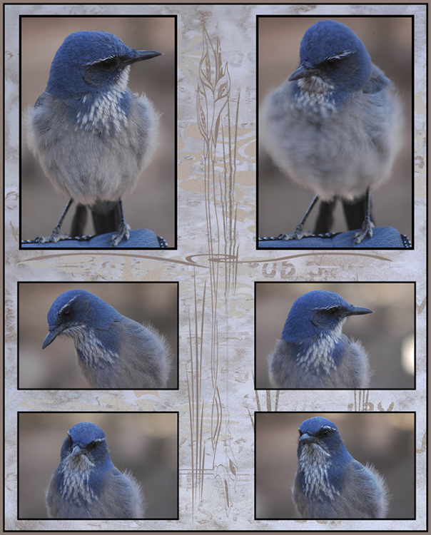 Photographie par Lmorrow57 pour DesignCrowd (Community Contests) | Design #8951712