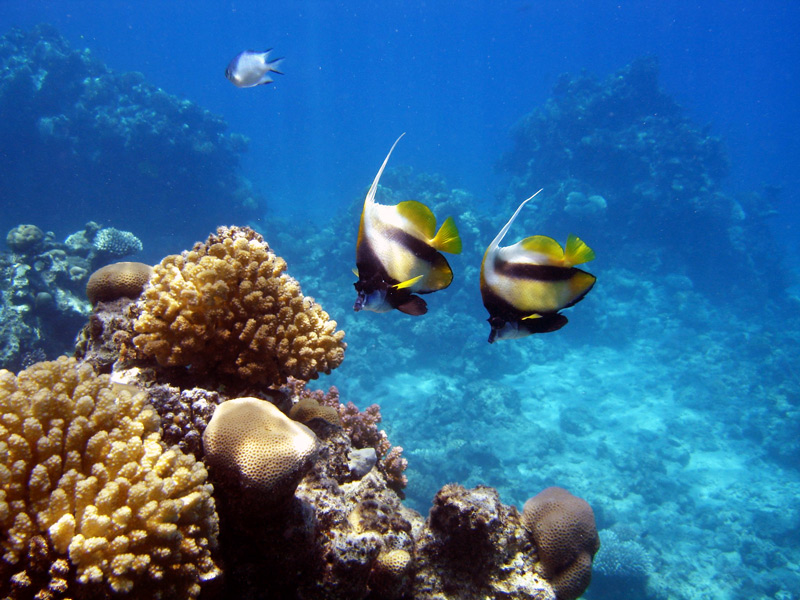 Photography by mangoslushy for DesignCrowd (Community Contests) | Design #8951364