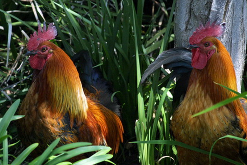 Photographie par mhcork pour DesignCrowd (Community Contests) | Design #8951375