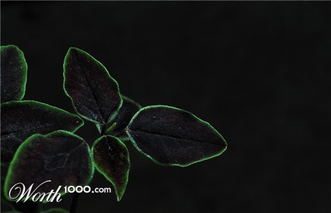 Photography by Ituzum