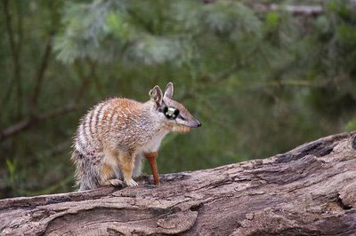 Diseño de Photoshop por rolloverpudding para DesignCrowd (Community Contests) | Diseño #8957591