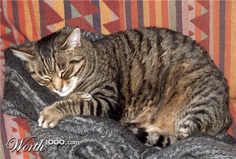 Photography by redcats