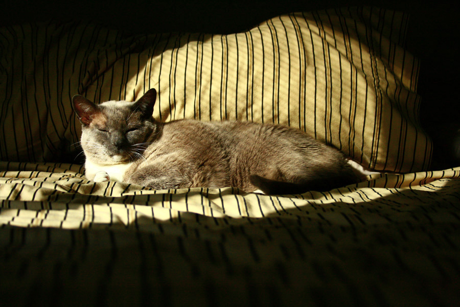 Photography by tmalone for DesignCrowd (Community Contests) | Design #8955775