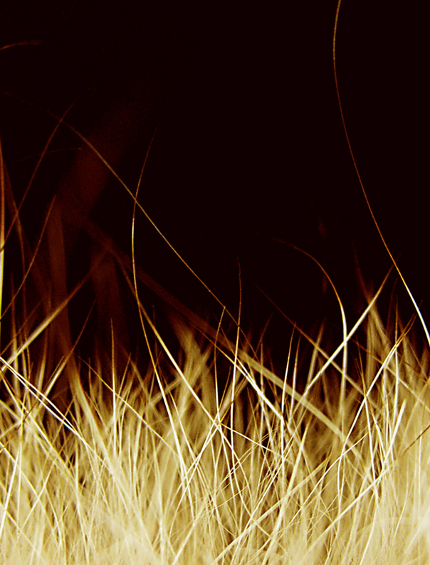 Photography by tattooholly for DesignCrowd (Community Contests) | Design #8955787