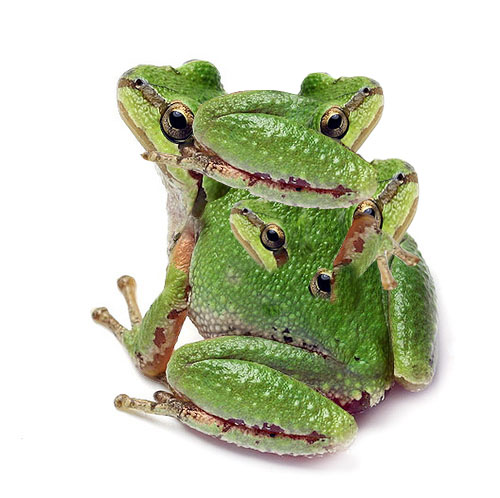 Photoshop Design by gorefan for DesignCrowd (Community Contests) | Design #8958324