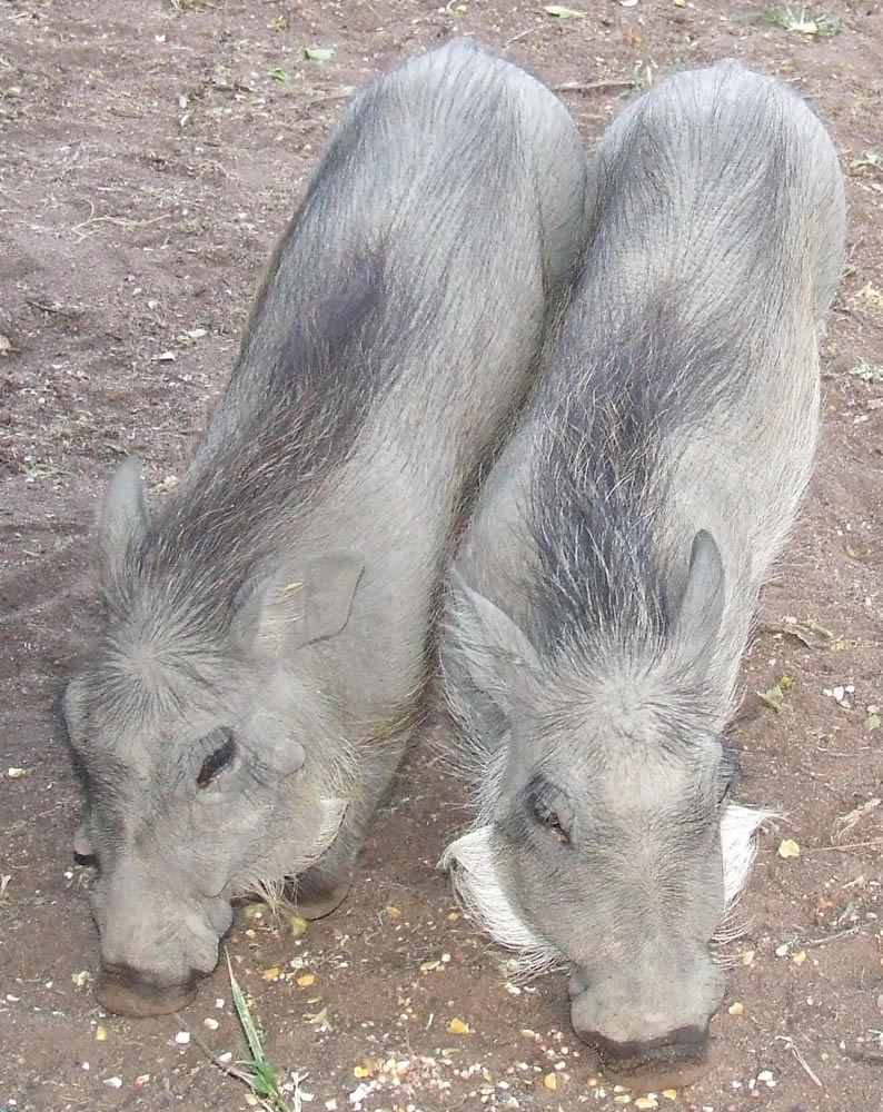 Fotografía por Monica para DesignCrowd (Community Contests) | Diseño #8951426