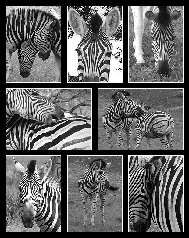 Fotografie von Monica für DesignCrowd (Community Contests) | Design #8951723