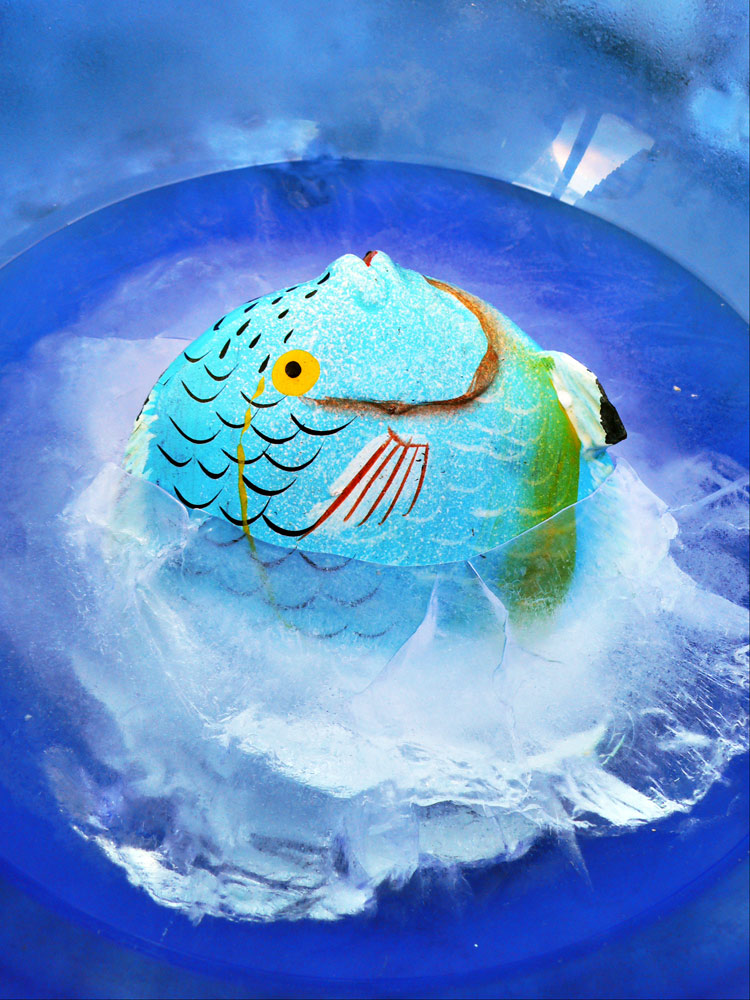 Photography by sausirhi for DesignCrowd (Community Contests) | Design #8956228