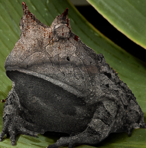 Diseño de Photoshop por sarateres para DesignCrowd (Community Contests) | Diseño #8958360