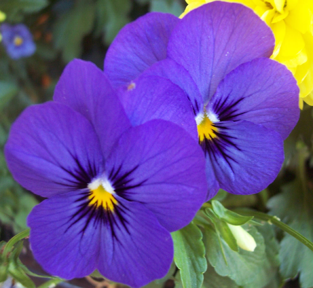 Photography by mindy3051 for DesignCrowd (Community Contests) | Design #8951469