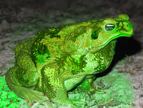 Diseño de Photoshop por JDAWG32 para DesignCrowd (Community Contests) | Diseño #8958394