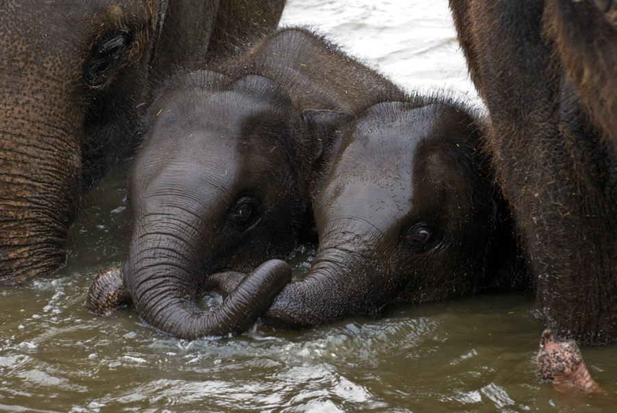 Photographie par Snakeyesman pour DesignCrowd (Community Contests) | Design #8951482