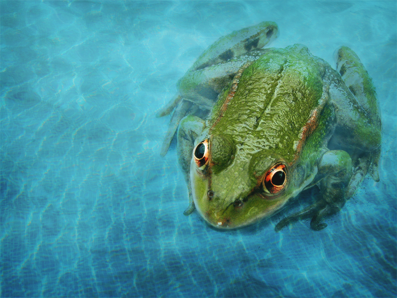 Photoshop-Design von daunting für DesignCrowd (Community Contests) | Design #8958521