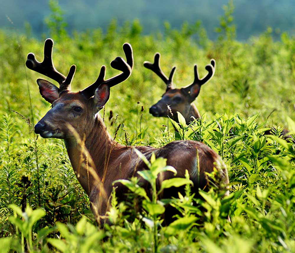 Photography by DebCam for DesignCrowd (Community Contests) | Design #8951442