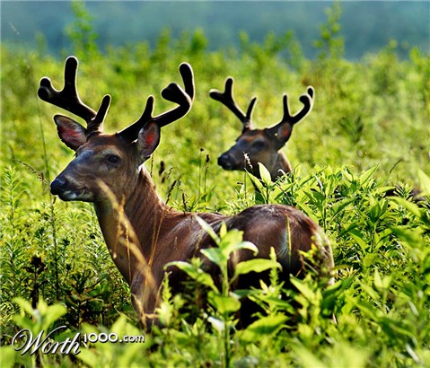 Photography by DebCam