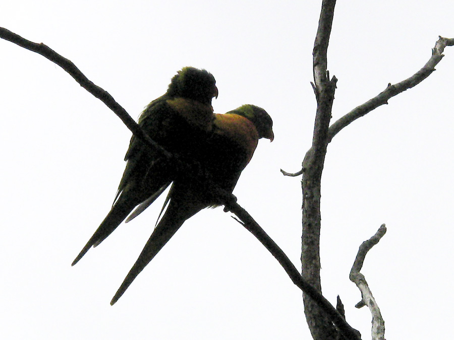 Photographie par Swish1940 pour DesignCrowd (Community Contests) | Design #8951446