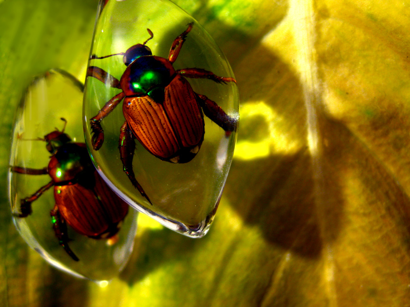 Photography by tattooholly for DesignCrowd (Community Contests) | Design #8951490