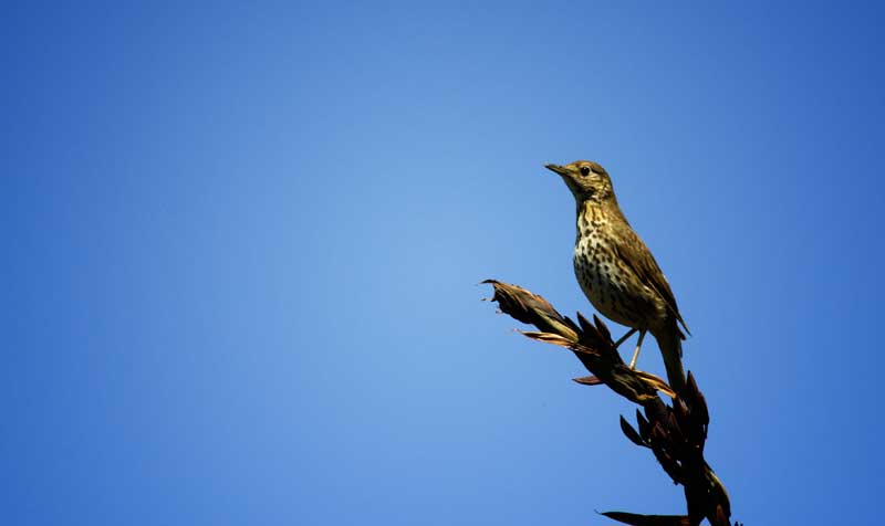 Photography by elfrencho for DesignCrowd (Community Contests) | Design #8954509