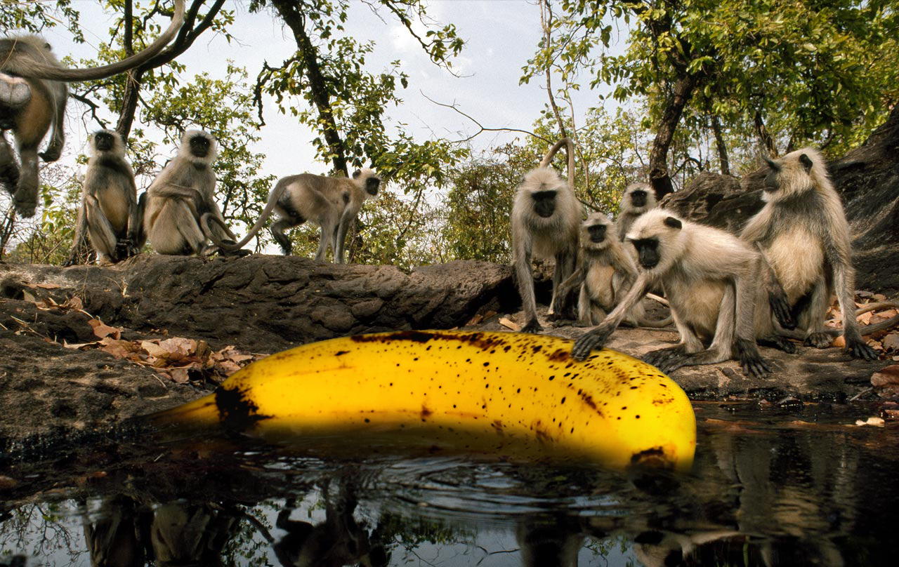 Design Photoshop par EKelman pour DesignCrowd (Community Contests) | Design #8958119