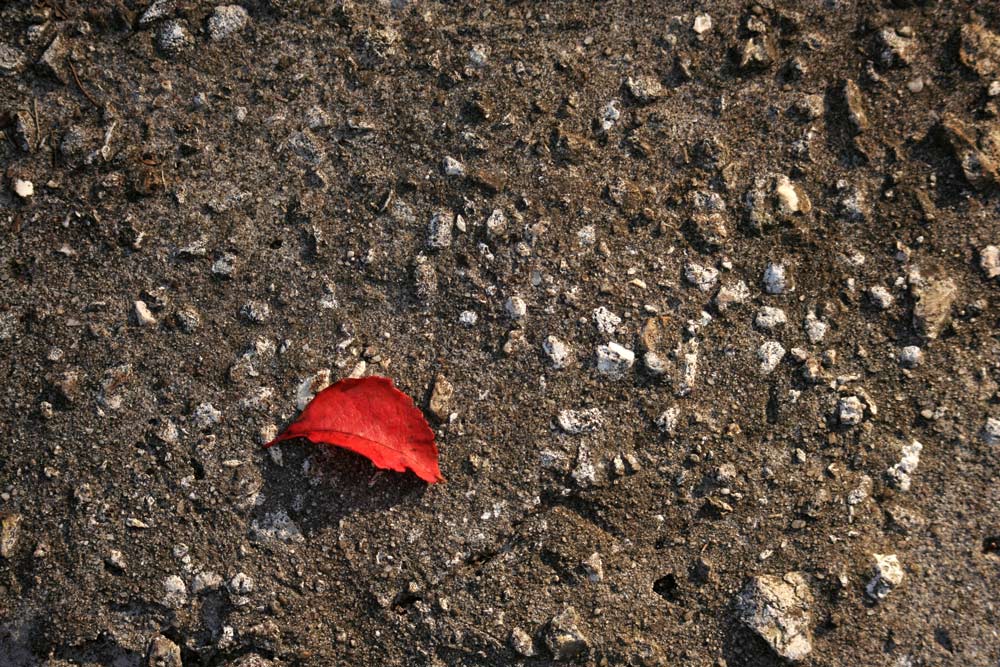 Fotografía por hollistereagle8 para DesignCrowd (Community Contests) | Diseño #8954558