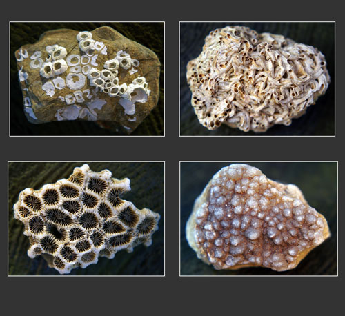 Photographie par JANIELLE pour DesignCrowd (Community Contests) | Design #8951752