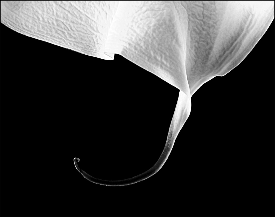 Photography by corgijump for DesignCrowd (Community Contests) | Design #8954553