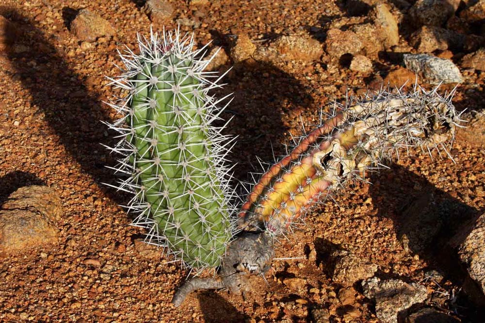 Photographie par erguille pour DesignCrowd (Community Contests) | Design #8948890