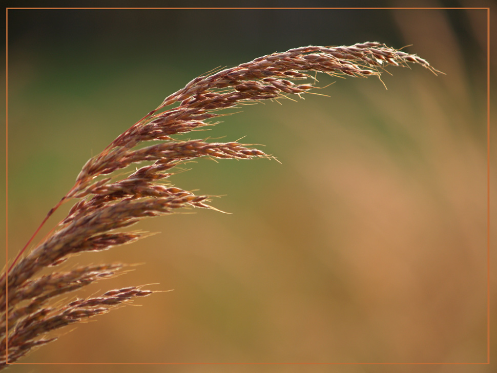 Fotografie von redcats für DesignCrowd (Community Contests) | Design #8954587