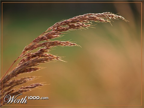 Photography by redcats