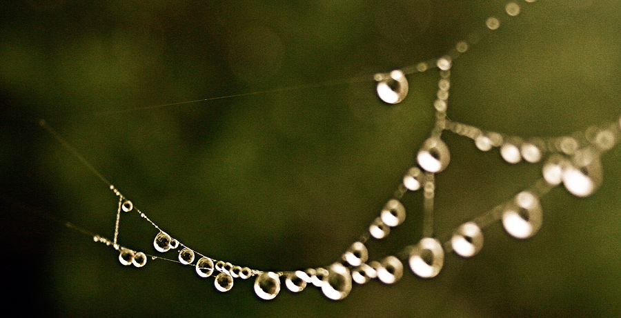 Photography by rebeccatroy for DesignCrowd (Community Contests) | Design #8954594